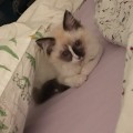 PaulMa